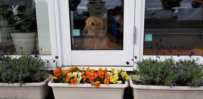 お花 お花