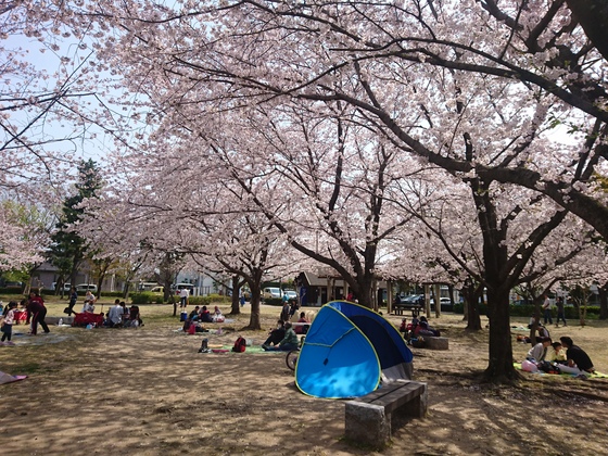 お花見